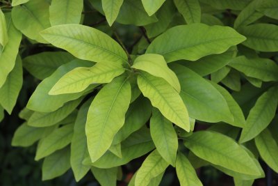 Magnolia virginiana - šácholan viržinský - listy